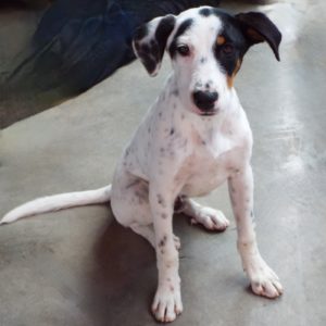 Picture of Snickers