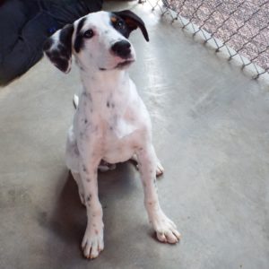 Picture of Snickers