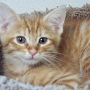 Picture of Swift