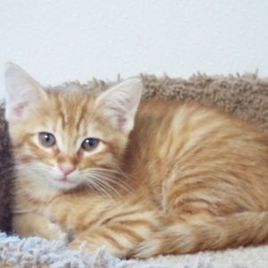 Picture of Swift