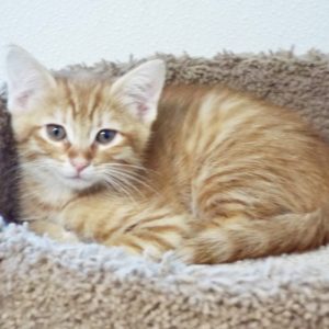 Picture of Swift