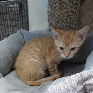 Picture of Tater Tot