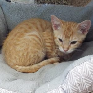 Picture of Tater Tot