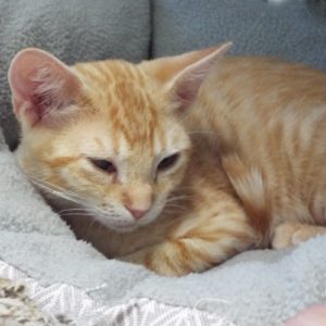 Picture of Tater Tot