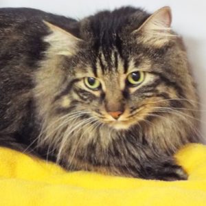Picture of Thomas