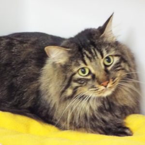 Picture of Thomas