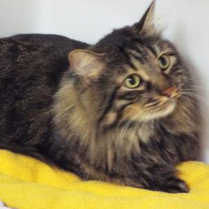 Picture of Thomas