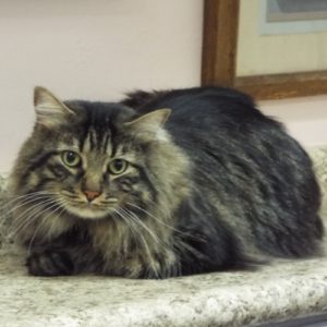 Picture of Thomas