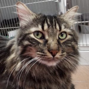 Picture of Thomas
