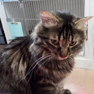 Picture of Thomas