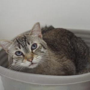 Picture of Toro