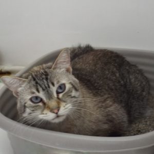 Picture of Toro