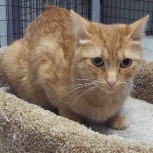 Picture of Turbo
