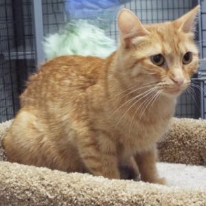 Picture of Turbo