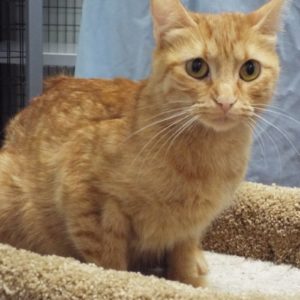 Picture of Turbo