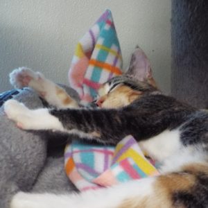Picture of Waffle