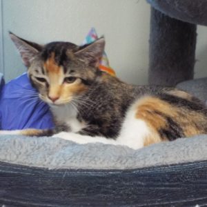 Picture of Waffle