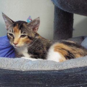 Picture of Waffle