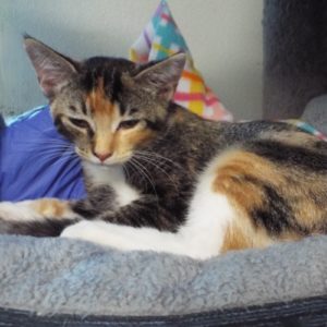 Picture of Waffle