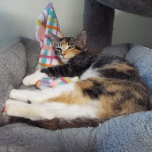 Picture of Waffle