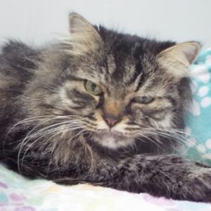 Picture of Bella