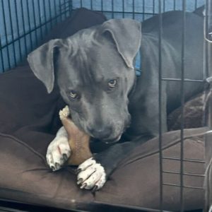 Picture of Blue