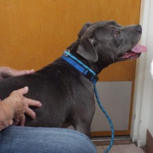 Picture of Blue