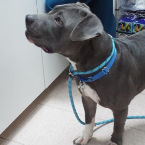 Picture of Blue