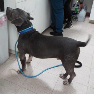 Picture of Blue