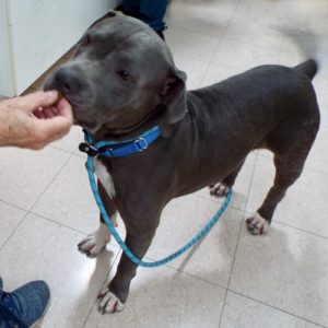 Picture of Blue