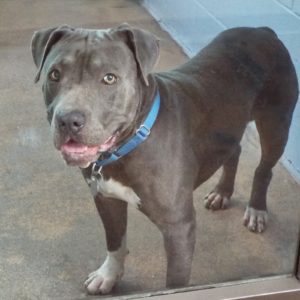 Picture of Blue