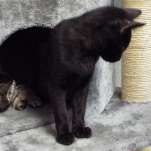 Picture of Cambria