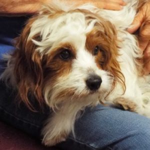 Picture of Fritz