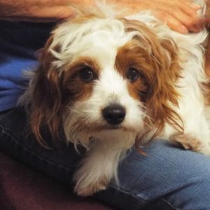 Picture of Fritz