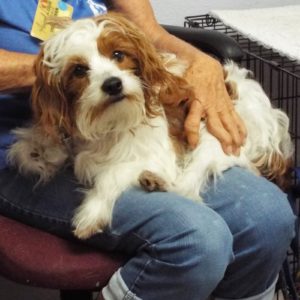 Picture of Fritz
