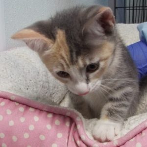 Picture of Lavender