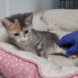 Picture of Lavender