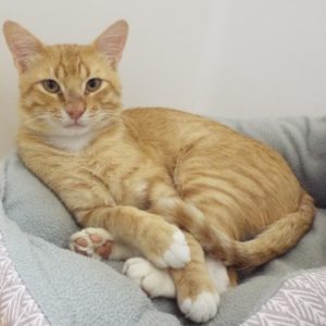 Picture of Links