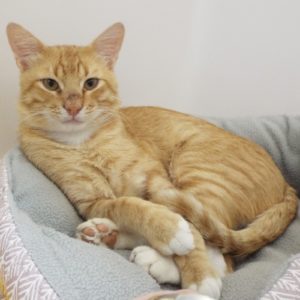 Picture of Links