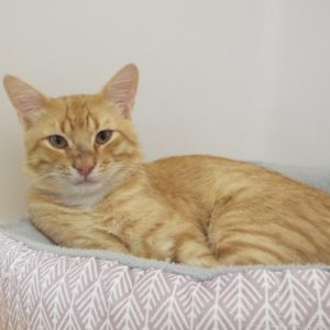Picture of Links