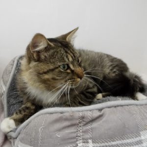 Picture of Loki