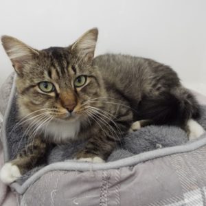 Picture of Loki