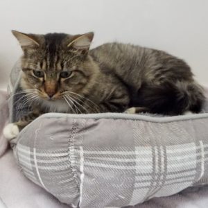 Picture of Loki