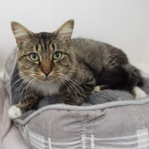 Picture of Loki