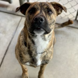 Picture of Loki