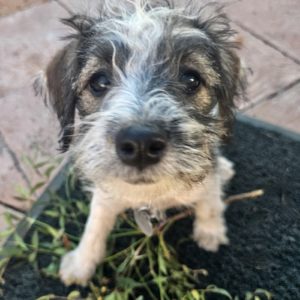 Picture of Mia