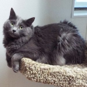 Picture of Milu