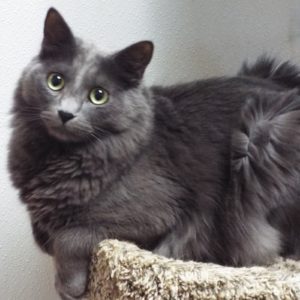 Picture of Milu