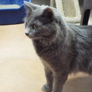 Picture of Milu