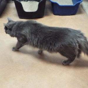 Picture of Milu